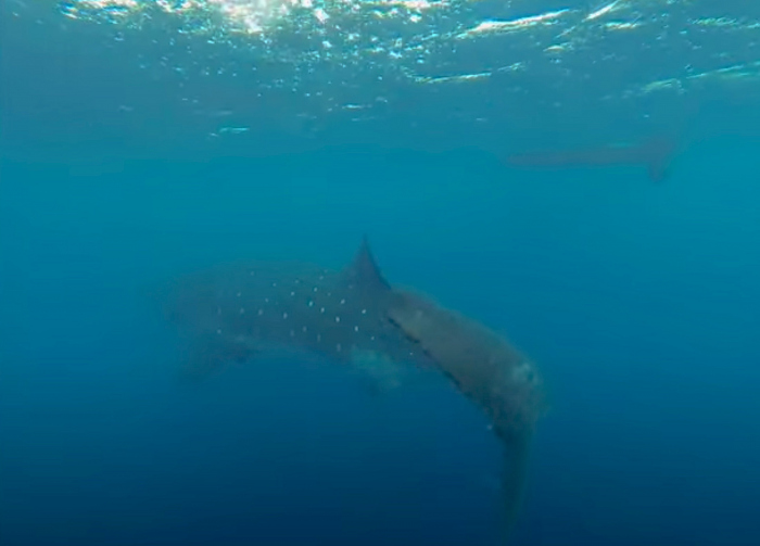 Walvishaai duikt op voor de kust van Bonaire