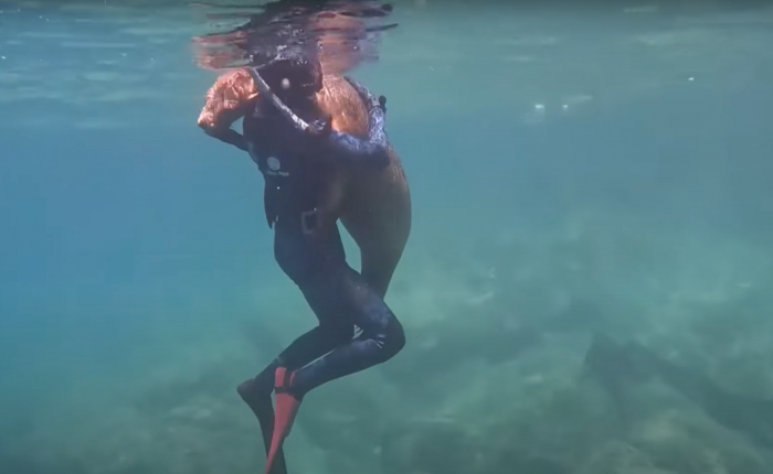 Zeeleeuw omarmt jeugdige duiker voor de kust van Mexico