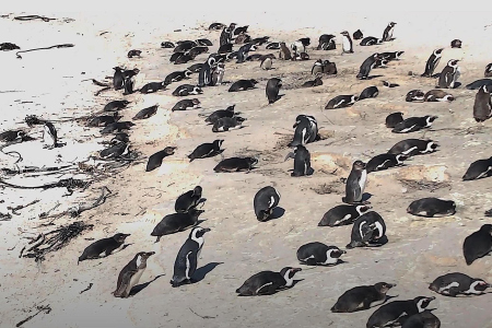 Duiken met pinguins in Boulders Beach Simon's Twon