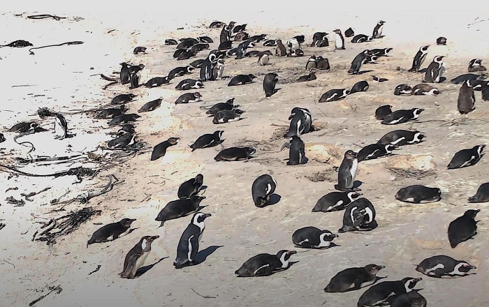 Duiken met pinguins in Boulders Beach Simon's Twon