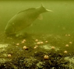 Grasbroek vervuild met boilies. Samenwerking duikers en hengelaars gewenst!