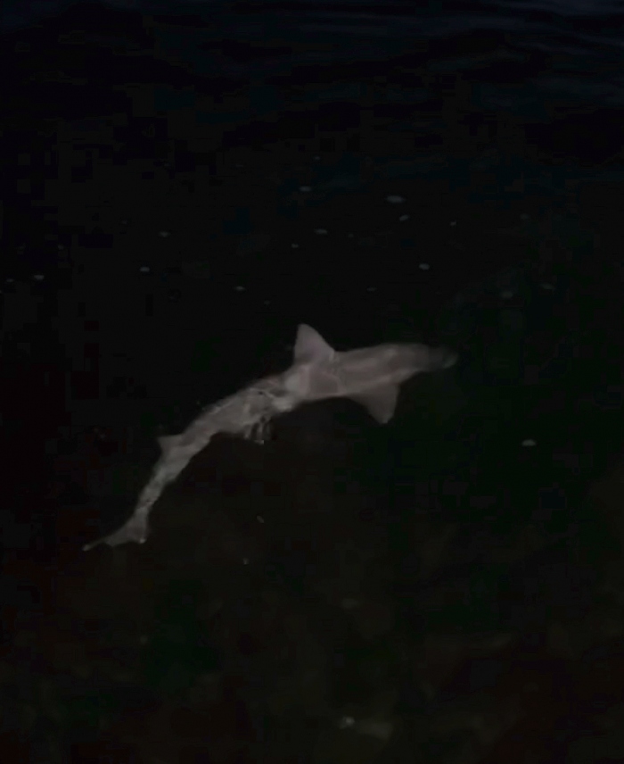 Gladde haai gespot in Plompe Toren