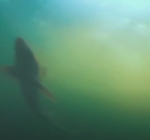 Gladde haai gespot bij Galjoen Zonder Poen. De aantallen groeien!