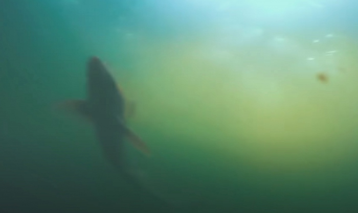 Gladde haai gespot bij Galjoen Zonder Poen. De aantallen groeien!