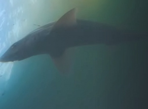 Gevlekte gladde haai gespot tussen Katshoek en Lange Pier