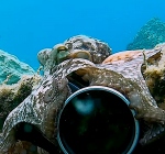 Octopus grijpt camera en begint de duiker te filmen. Uitzonderlijk!