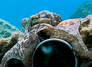 Octopus grijpt camera en begint de duiker te filmen. Uitzonderlijk!