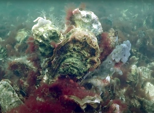 Binnenvaartschip vernielt oesterrif bij Preekhil
