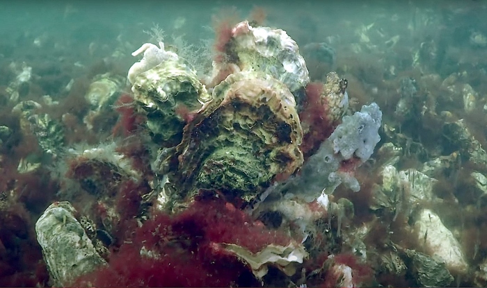 Binnenvaartschip vernielt oesterrif bij Preekhil