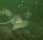 Zeker tien sepia's gespot tijdens een duik