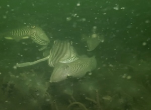 Zeker tien sepia's gespot tijdens een duik