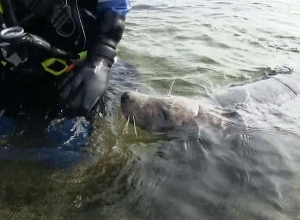 Speelse zeehond vergezelt duikers tot op het strand bij Bergse Diepsluis