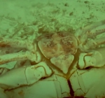 Honderdtal dode krabben aangetroffen bij Stavenisse