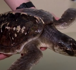 Kemps Ridley schildpad opgevist voor de kust van Walcheren