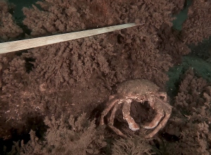 Duikers vinden ook dode kreeften en krabben in de Noordzee