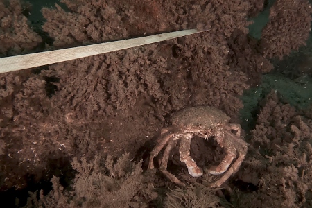 Duikers vinden ook dode kreeften en krabben in de Noordzee
