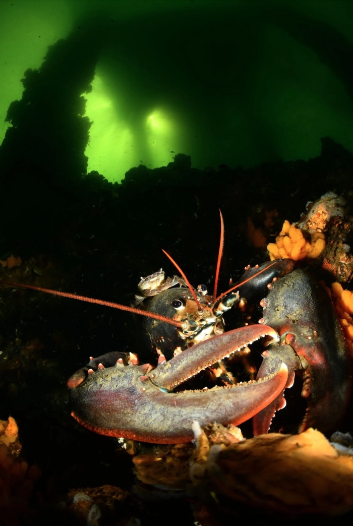 Marco Reijnen Nederlands Kampioen Onderwaterfotografie 2023
