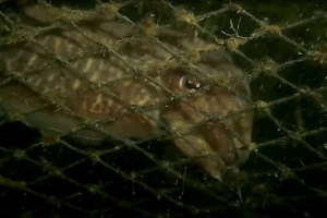 Kreeftenvisser reageert op fuiken vol met sepia's