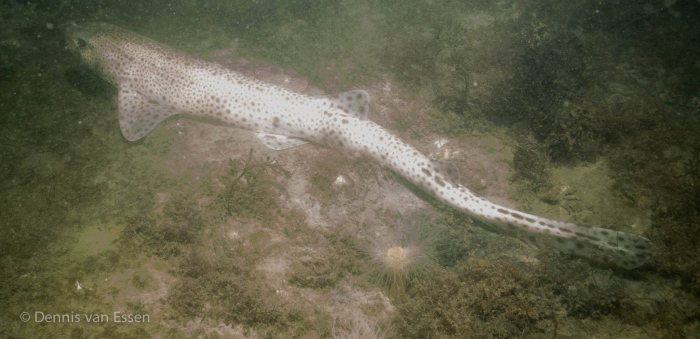 Hondshaai gespot in Bergse Diepsluis