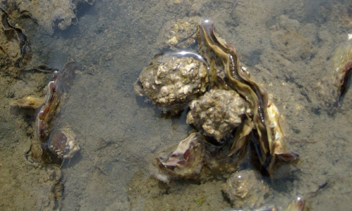Man opgepakt met 343 kilo Japanse oesters uit Oosterschelde