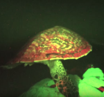 Lichtgevende zeeschildpad ontdekt