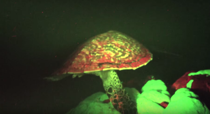 Lichtgevende zeeschildpad ontdekt
