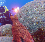 Octopus (be)spot onderwaterfotograaf
