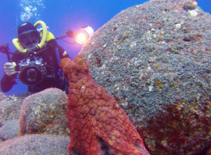 Octopus (be)spot onderwaterfotograaf