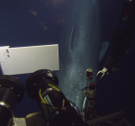 ROV spot potvis op 600 meter diepte