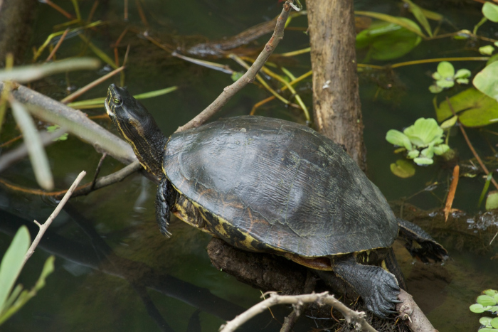 Waterschildpad kwijnt langzaam weg in onze wateren