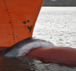 Schip loopt haven Gent binnen met dode walvis