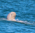Uiterst zeldzame Snubfin-dolfijn gespot in Australië