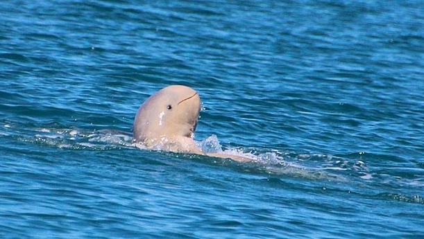 Uiterst zeldzame Snubfin-dolfijn gespot in Australië