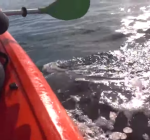 Walvis lift kayak uit het water