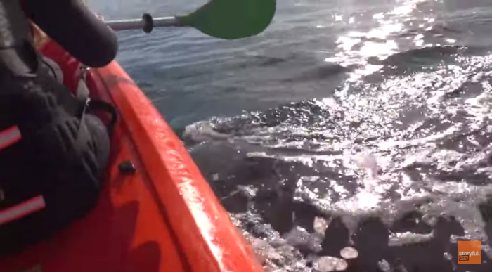 Walvis lift kayak uit het water