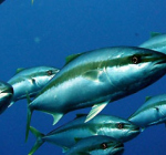 Intensieve tonijnkwekerij bij Zeelandbrug
