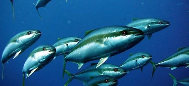Intensieve tonijnkwekerij bij Zeelandbrug